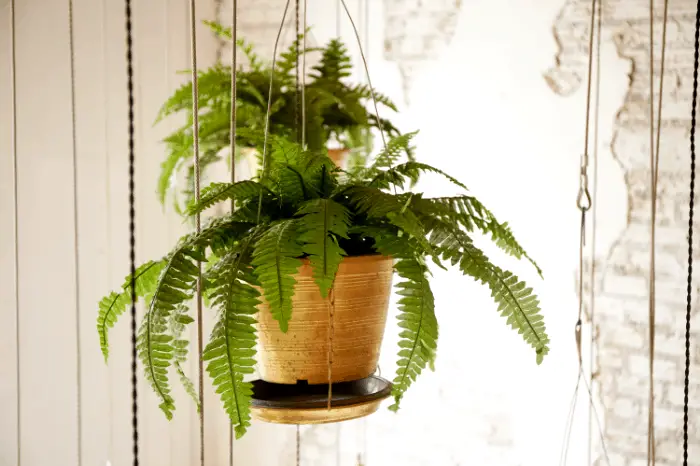 Freshen Up Your Curb Appeal with Ferns: How To Hang Ferns on Your Front Porch