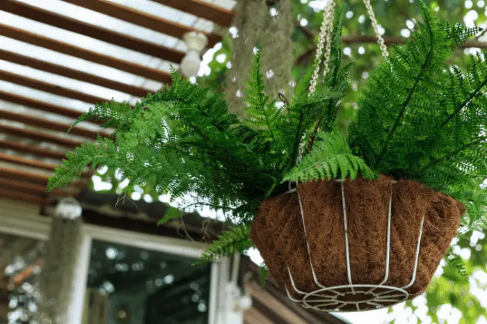 Freshen Up Your Curb Appeal with Ferns: How To Hang Ferns on Your Front Porch