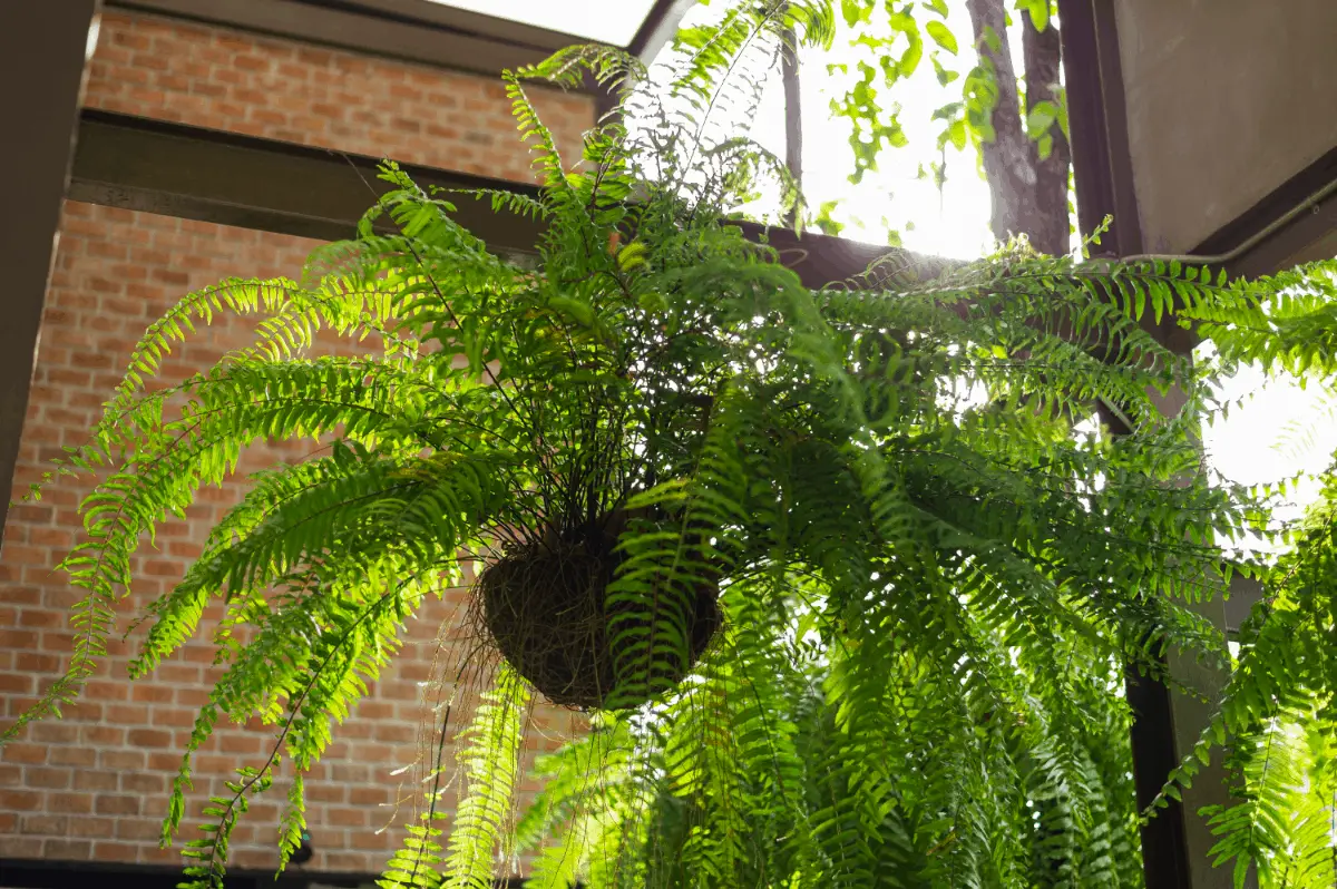 Freshen Up Your Curb Appeal with Ferns How To Hang Ferns on Your Front Porch