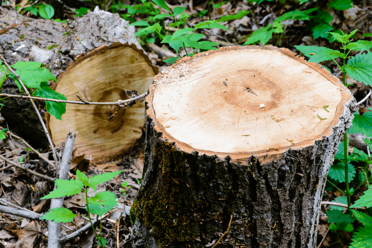 Creative Ways to Hide a Tree Stump
