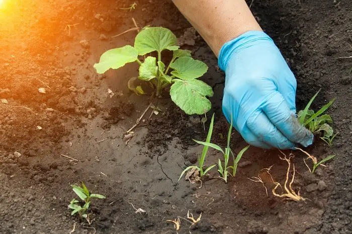 How to Stop Weeds Growing through Gravel