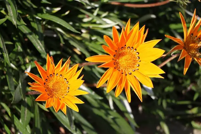 Flowers That Survive In Heat