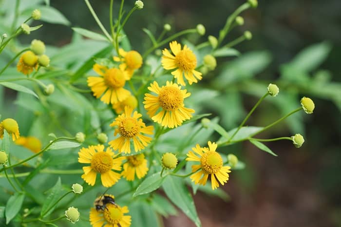 Flowers That Survive In Heat