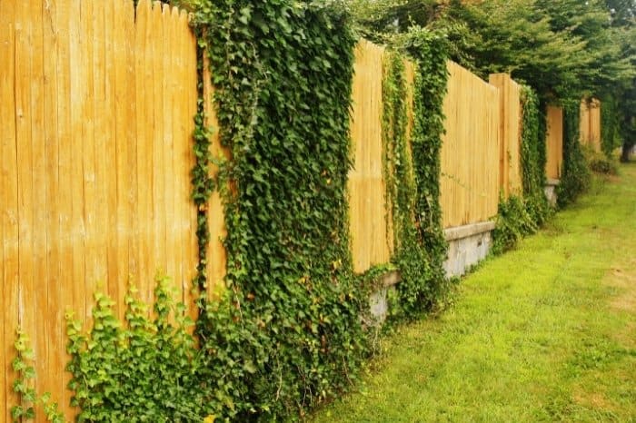 Fast Growing Fence Covering Plants