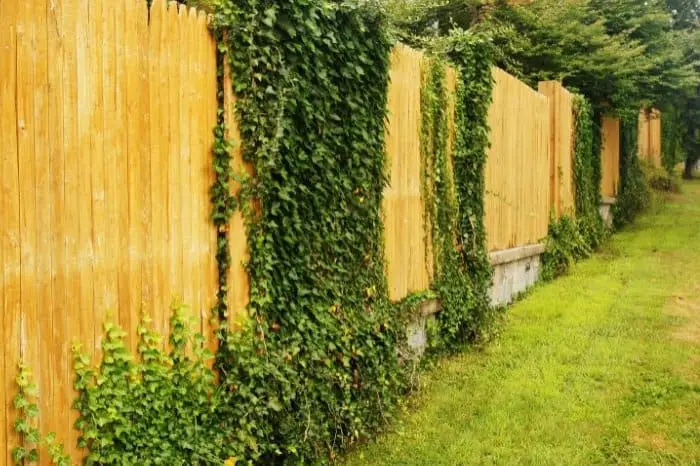 Fast Growing Fence Covering Plants