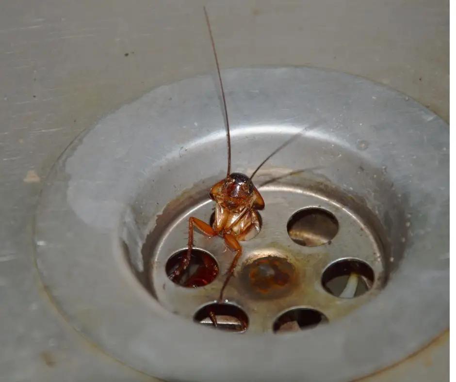 How to Get Rid Of Cockroaches IN My Sink?