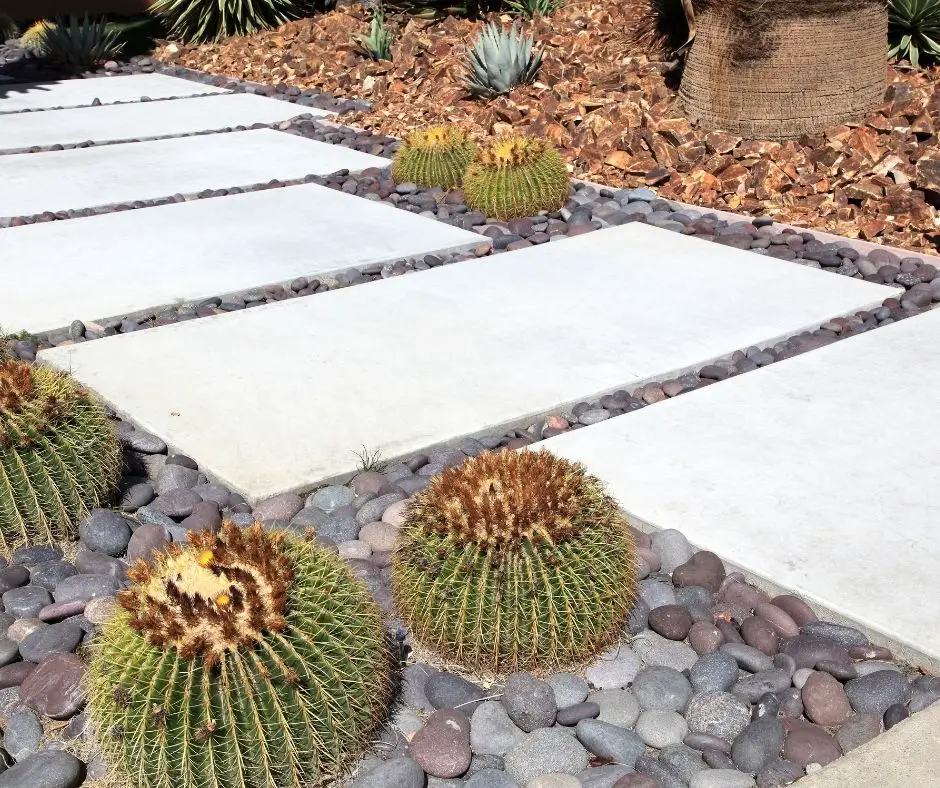 How to Xeriscape on a Budget?